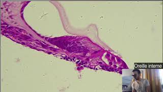 Histologie  Loreille interne Cochlée et Organe de Corti [upl. by Assirok849]