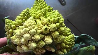 Romanescu  Romanesco broccoli  kinda Cauliflower [upl. by Gwynne]