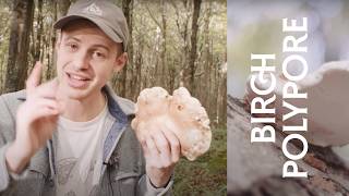 Birch Polypore Mushroom Nature’s Immune Booster [upl. by Auhso890]