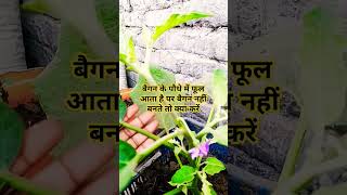 terrace garden plant care tips Greenfield viral short brinjal plant 🌱🌱 [upl. by Niloc206]