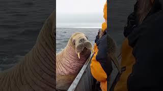 Giant Sea Monsters Caught by Fishermen 🐙🎣GiantSeaCreatures FishingDiscoveries OceanMysteries [upl. by Eppesiug]