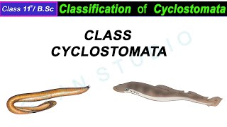 Classification of Cyclostomata I class cyclostomata classification in hindi [upl. by Lotsyrk90]