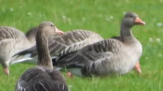 Hamburg Stadtparkda doğal ortamdaki yaban kazları hamburg stadtpark yabankazları [upl. by Assedo]