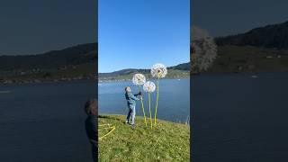 Pusteblumen vom Bonvalet Einsiedeln pusteblume bonvalet einsiedeln [upl. by Uah]