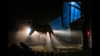 Arrival of 16 Przewalski’s horses in the Iberian Highlands rewilding landscape  November 2023 [upl. by Harrison]