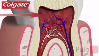 Your Teeth Explained by Colgate [upl. by Adnilam]