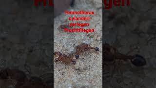 Temnothorax nylanderi zerlegen Fruchtfliegen ants temnothorax ameisenfarm animals antfarm [upl. by Kienan979]