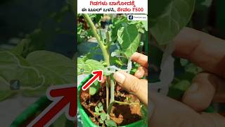 Plant Support Clips Just Rs 500  Best Farming Tool For Your Home Garden Shorts PlantSupportClips [upl. by Aley]