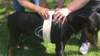 Doberman Holter Monitor home application A service of the House of Hoytt [upl. by Stafani]