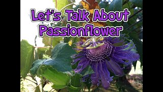 Lets Talk About Passionflower Medicinal Herb [upl. by Ojybbob]