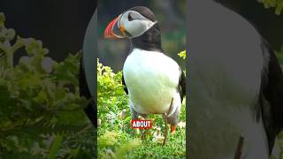 The Unbelievable Puffin Fact You Didnt Know [upl. by Roice]