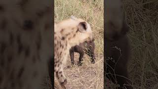 Adorable Hyena Pup with Black Fur Spotted in Kruger Park wildlife safari wildlifephotography [upl. by Nnylyoj]