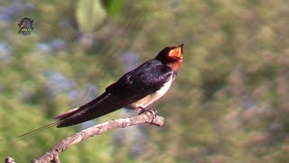 HIRONDELLE RustiqueChantHirundo rustica  BRUITX [upl. by Tiffanle521]