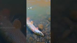 Fall Pike Fishing 2024 newmexicofishing pikefishing fishing [upl. by Kenison]