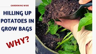 Hilling up potatoes in grow bags  Earthing up potatoes for better harvest [upl. by Tikna]