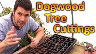 How to Grow Dogwood Trees from Cuttings  Plant Propagation Technique for Rooting Dogwood Cuttings [upl. by Aleibarg]