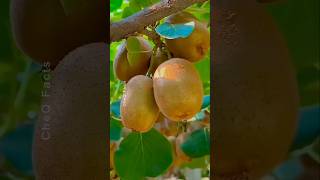 How to Grow Kiwi from Seed at Home plants shorts farming [upl. by Danieu563]