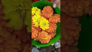 banthi poolu harvesting at home marigoldplant marigoldflowers subscribe [upl. by Maxy]