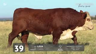 LOTE 39 TAT L024 Braford [upl. by Paugh187]