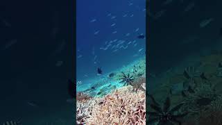 crinoid Snorkeling kri RajaAmpat Indonesia [upl. by Annehcu]