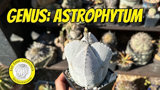 All about the most famous cactus genus of all Astrophytum [upl. by Aisa]