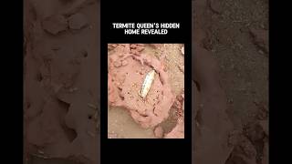 Termite Queens Hidden Home Revealed 🐜🏠  Kota Champs shorts nature science [upl. by Macegan]