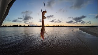 Sandflats fishing for Whiting  Flathead Catch amp Cook Ep4 [upl. by Avah]