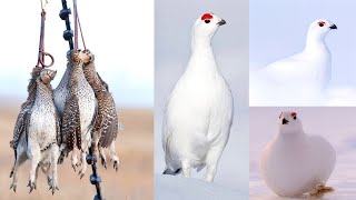 Willow Ptarmigan [upl. by Namien789]