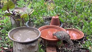 Bronzewing Pigeon [upl. by Bendicta]