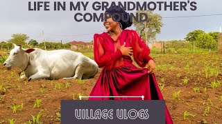 IN MY GRANDMOTHERS COMPOUNDBULOBEDU VLOGS [upl. by Tnomyar]