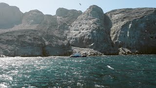 Mission Blue Malpelo Island Hope Spot – Ep 2 [upl. by Paynter]