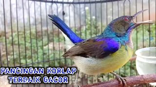 kolibri kelapa  manggar  wiceh  pancingan korlap terbaik gacor bukpar buktikan untuk burung bahan [upl. by Heron492]