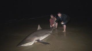 Monster Sharks off the 90 Mile Beach Victoria Australia Land based Shark fishing at its best [upl. by Asilaj484]