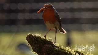 Le RougeGorge Familier  Erithacus rubecula [upl. by Pedroza]