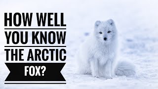 Arctic Fox  Description Characteristics and Facts [upl. by Aihsit121]