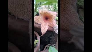 Stapelia gigantea Comment lng pag mali [upl. by Matlick]