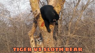 TIGER VS SLOTH BEAR  Tiger Attacking A Sloth Bear On Tree [upl. by Leribag]