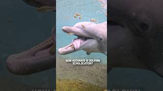 How accurate is Dolphin echolocation [upl. by Harshman]