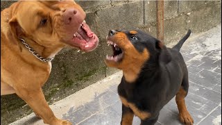 Pitbull vs Rottweiler play fighting [upl. by Anniahs]