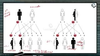 Color Blindness explained in a simple manner Principles of Inheritance and Variation Botany XII [upl. by Rimidalb]