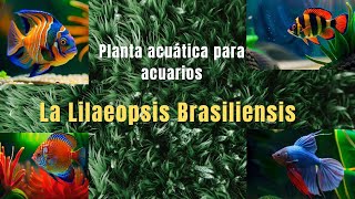 La Lilaeopsis Brasiliensis comúnmente conocida como microespada brasileña o césped acuático [upl. by Nehtan]