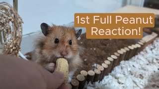 1st Full Peanut Reaction  Toto the Hamster [upl. by Ioved630]