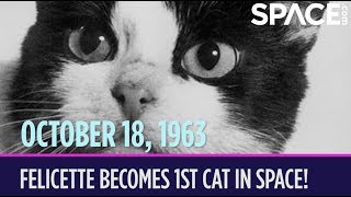 OTD in Space  Oct 18 Félicette Becomes the 1st Cat in Space [upl. by Ainahtan]