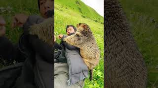 Cute Wild animal bobak marmot or prairie dog eating cookies yummy 149 marmot animal prairiedog [upl. by Birdt]