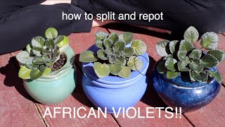 Splitting and repotting an African Violet [upl. by Recha960]