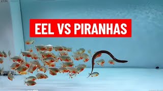 Eel Vs Piranhas Shocking [upl. by Astiram]