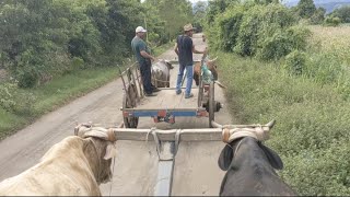 Carretas con bueyes camino a las parcelas de Zapotitan parte 1 [upl. by Elysia904]