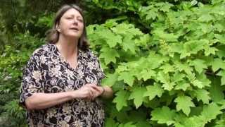 How to Prune OakLeaf Hydrangea  Instructional Video w Plant Amnesty [upl. by Mutat136]