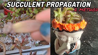 methods of succulent Propagation  darley sunshine and jelly beans propagation [upl. by Dlonyar714]