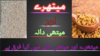 Maithre aur methi dana  میتھرے اور میتھی دانہ what is fenugreek seeds  what is graecum seeds [upl. by Waal12]